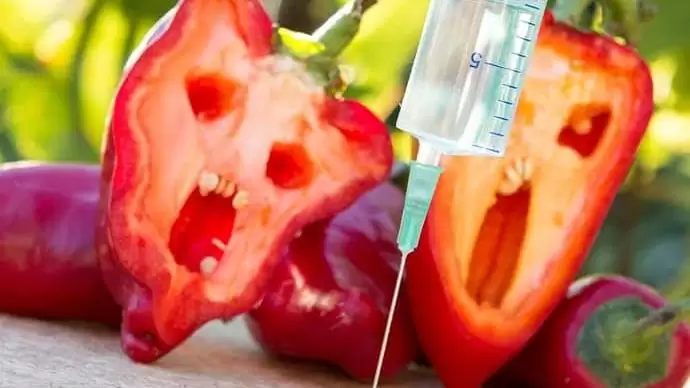 A közvélemény GMO-ellenes?