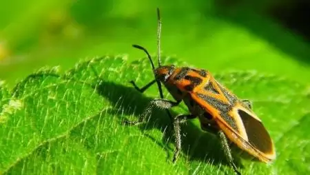 Németország törvénybe foglalja a növényvédőszer-használat csökkentését a rovarok kímélése érdekében