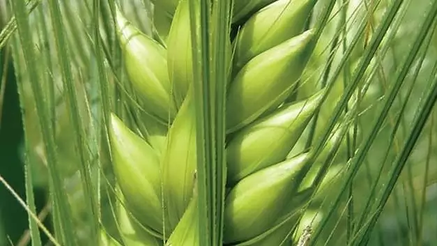 Bajnok és kihívója. Ön melyik árpára voksolna?