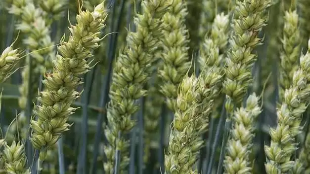 Válasszon őszi búzát a győztesek közül!