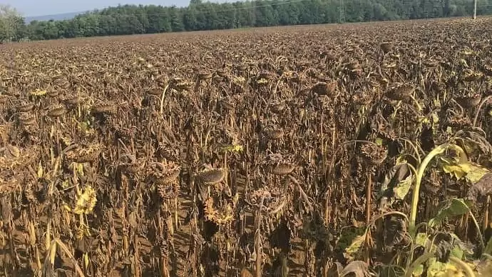 A gyomirtó szerek jolly jokere, a glifozát tényleg mindent visz?