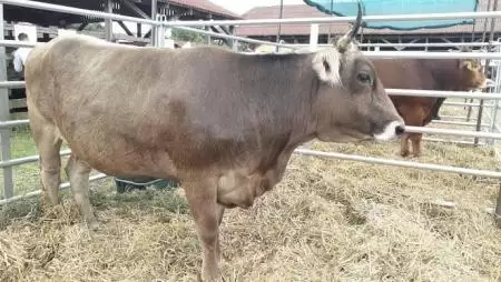 Ez várható a tej- és marhahúspiacon