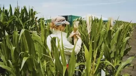 A Corteva Agriscience új, többféle növénykultúra tesztelésére és kutatására is alkalmas kutatóközpontot nyit Szegeden