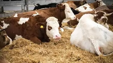 Alomkezelés hatékonyan