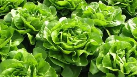 Elektrokémiai gyomirtás a mezőgazdaságban