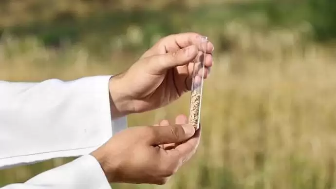 Már génmódosított búzát is termeszthetnek
