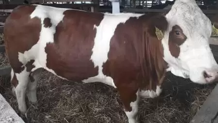 Az Agrárminisztérium anyagilag támogatja a hazai magyartarka állomány genom tenyészérték vizsgálatát