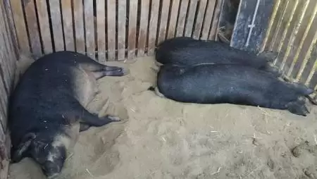 2,5 milliárd forint jut járványvédelmi rendszerek kialakítására