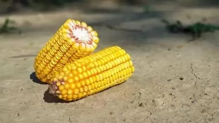 Újdonságaink kukoricában