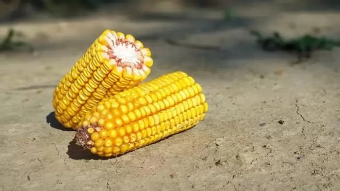 Újdonságaink kukoricában