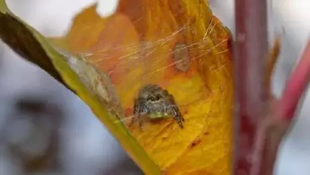 Vadászpókok szerepe az almakártevők szabályozásában