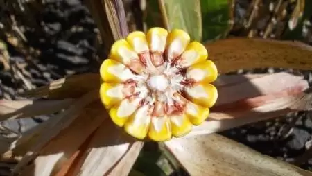 Most kukoricázzon a Gabonakutatóval!