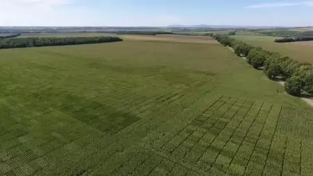 Új kukoricáink otthon érzik magukat Magyarországon