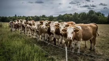 Tudományos kutatás az ammónia-kibocsátáscsökkentés szolgálatában