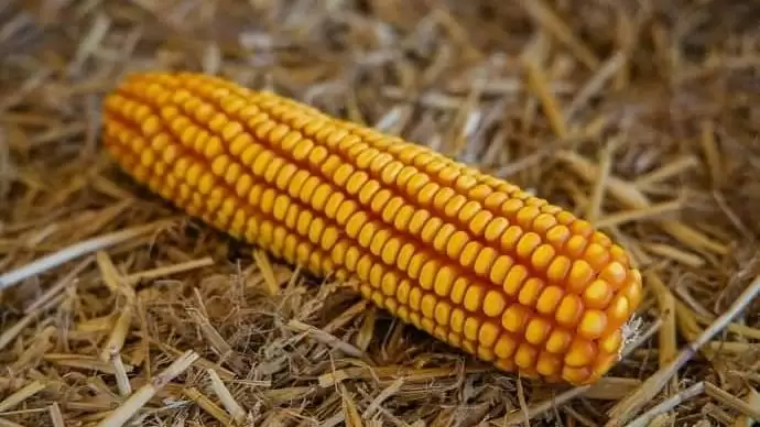 GABONAKUTATÓ VETŐMAG AKCIÓ!