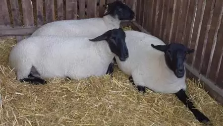 A kampány lezárult: „Válaszd a kiváló ízű, fenntartható és természetes juhhúst! Keresd az európait!”