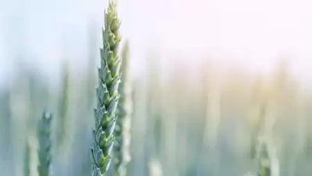 Viszlát Tango® Star! Üdvözlünk Revycare®!