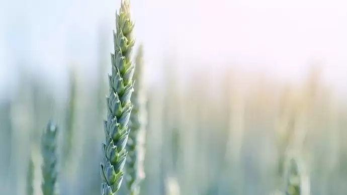 Viszlát Tango® Star! Üdvözlünk Revycare®!