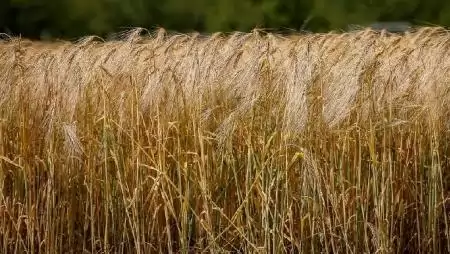Új növényvédelmi pufferzónák miatt dühösek a francia gazdák