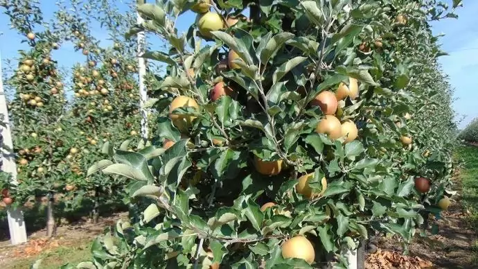 Egy ökobarát eljárás a kártevők megfékezésére