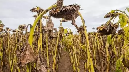 A felelős gazdálkodáshoz elengedhetetlenek az agrárbiztosítások