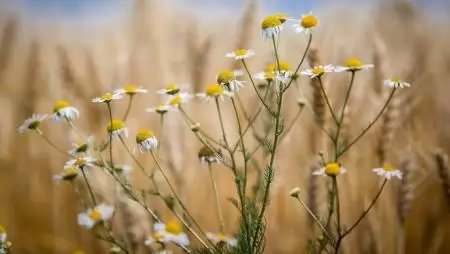 Pályázati felhívás az agrárágazati civil szervezeteknek
