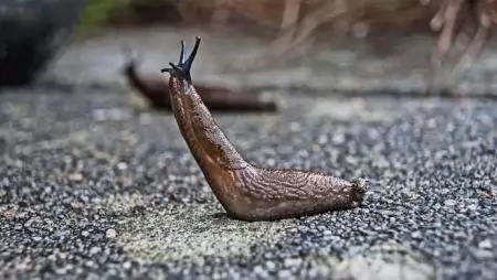 Szigorodik a csigaölő szerek használata