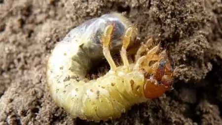 A téli hideg csökkentheti-e az áttelelő kártevők számát?