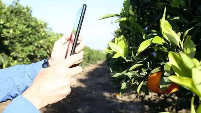 A Kubota már a gyümölcsök egészségére is figyel