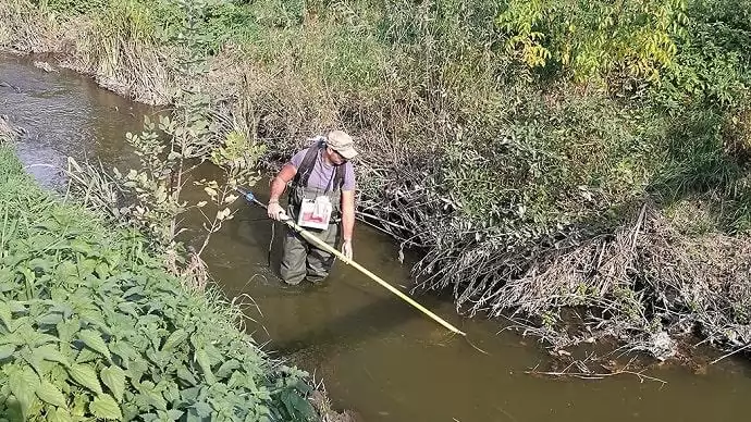 Megváltozhat a halak test- és pikkelyalakja a gyógyszermaradványok miatt