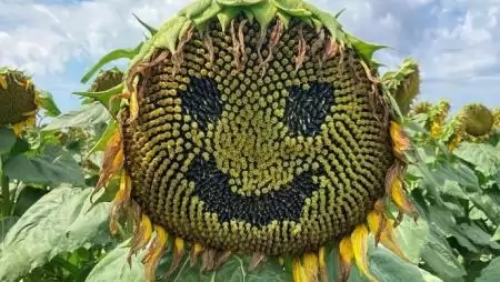 Képekben a mezőgazdaság – Növényvédelmi Fotópályázat 2020