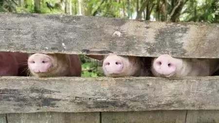 Üresen állnak a disznóólak