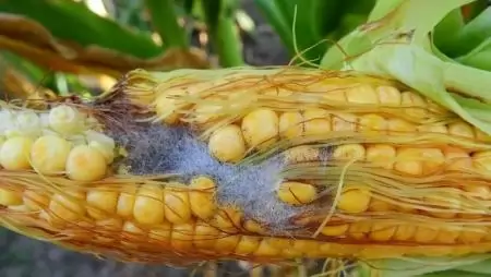 Rekordösszegű agrárkárenyhítő juttatást kapnak a gazdák
