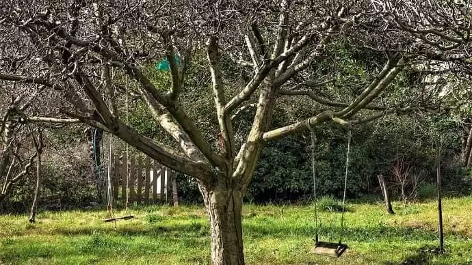 Hol és hogyan telelnek át a kórokozók és a kártevők?