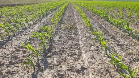 Találjuk meg az arany középutat a kukoricagyomirtásban