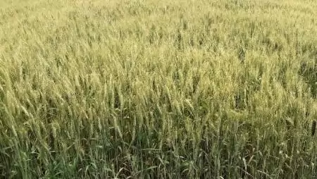 Eu-s szinten prioritás az ökológia gazdálkodás fejlesztése