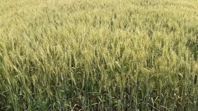 Eu-s szinten prioritás az ökológia gazdálkodás fejlesztése