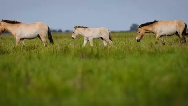 Újabb csapás: lovakra veszélyes vírusra figyelmeztet a Nébih 