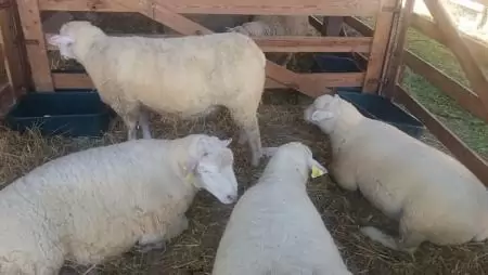 Április 20-ig ismét lehet pályázni a mezőgazdasági kisüzemek támogatására