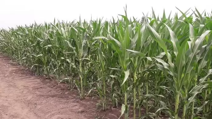 A mezőgazdasági kisüzemek támogatására ismét lehet pályázni