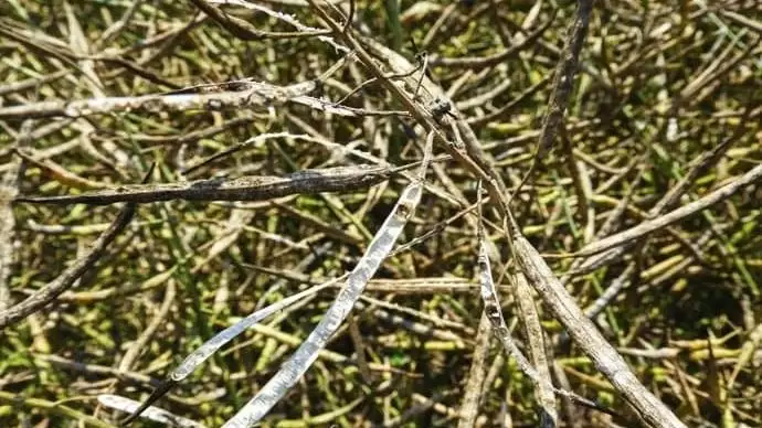 Szem nem maradhat a repceföldön