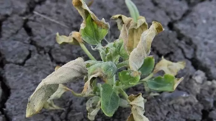 Az Amazone, a Bosch és a BASF közösen 90%-kal mérsékli a gyomirtószer-használatot egy új permetezési technológiával