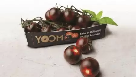 Magyarországra is megérkezett a díjnyertes, sötétlila paradicsom 