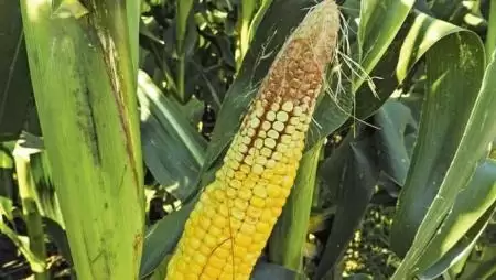 Vigyázz, kész, kötés!