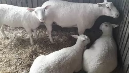 Július 14-én újra megnyílik az állattartó telepek fejlesztését támogató felhívás