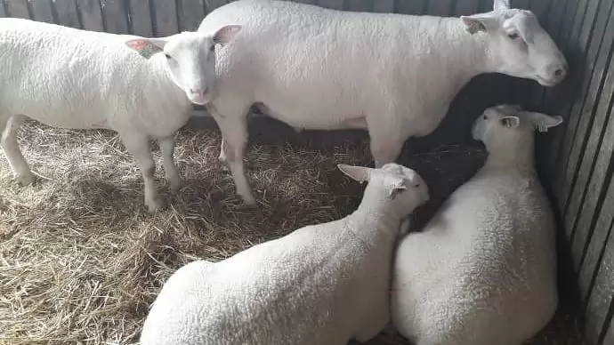 Július 14-én újra megnyílik az állattartó telepek fejlesztését támogató felhívás