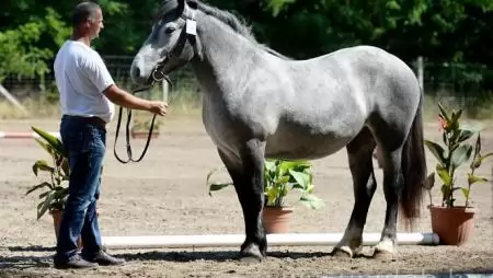 Tenyészszemle a Lovasakadémián