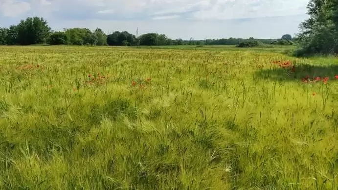 Első magyar egyetemként csatlakozik a MATE a biológiai sokféleséget védő koalícióhoz