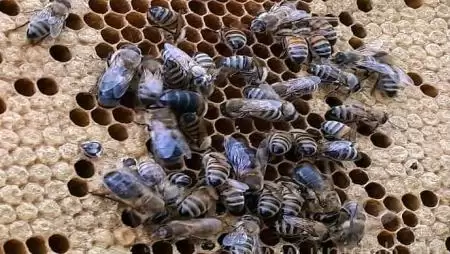 Új veszély őshonos méhünkre