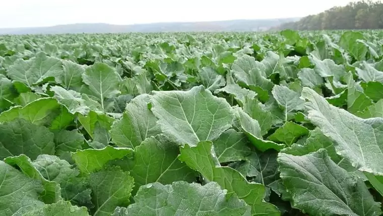 Klímastabil, kiemelkedő olajtartalmú repcehibridek